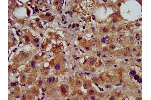 IHC image of ABIN7148955 diluted at 1:600 and staining in paraffin-embedded human liver tissue performed on a Leica BondTM system. (Cyclin Y anticorps  (AA 2-170))