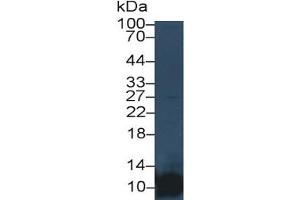 Mouse Capture antibody from the kit in WB with Positive Control:  Human Placenta lysate. (PF4 Kit ELISA)