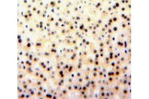IHC-P analysis of Liver tissue, with DAB staining. (GATA1 anticorps  (AA 20-265))