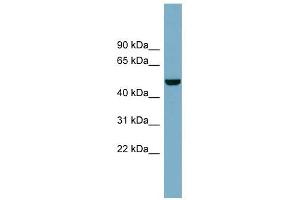 CSF1 antibody used at 1 ug/ml to detect target protein. (M-CSF/CSF1 anticorps)