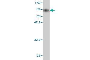 Western Blot detection against Immunogen (79. (HSPBAP1 anticorps  (AA 1-488))