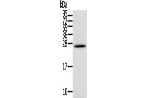 Western Blotting (WB) image for anti-Interleukin 28B (Interferon, lambda 3) (IL28B) antibody (ABIN2430305) (IL28B anticorps)