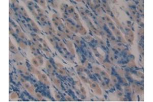 IHC-P analysis of Mouse Stomach Tissue, with DAB staining. (Lactoferrin anticorps  (AA 63-193))