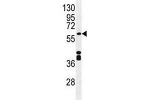 CYP1A2 antibody western blot analysis in mouse liver tissue lysate. (CYP1A2 anticorps  (AA 255-282))