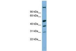 Image no. 1 for anti-CREB/ATF BZIP Transcription Factor (CREBZF) (AA 215-264) antibody (ABIN6742074) (CREBZF anticorps  (AA 215-264))