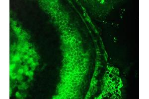 Immunofluorescence staining of a 7 days old zebrafish embryo (Cardiotin anticorps)