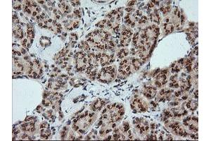 Image no. 1 for anti-Kallikrein 8 (KLK8) antibody (ABIN1498963) (Kallikrein 8 anticorps)