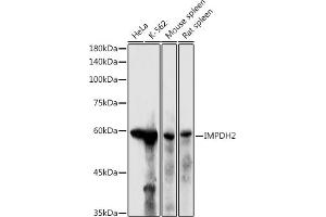 Western blot analysis of extracts of various cell lines, using IMPDH2 antibody (ABIN6130493, ABIN6142435, ABIN6142436 and ABIN6220985) at 1:500 dilution. (IMPDH2 anticorps  (AA 215-514))
