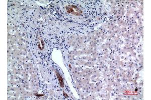 Immunohistochemistry (IHC) analysis of paraffin-embedded Human Liver, antibody was diluted at 1:100. (CD37 anticorps  (Internal Region))