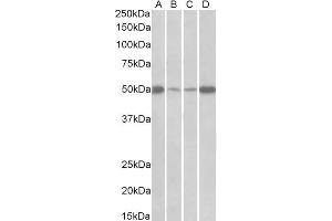 ABIN5539607 (0. (EEF1A2 anticorps  (Internal Region))