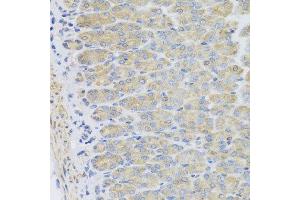 Immunohistochemistry of paraffin-embedded mouse stomach using EFHC1 antibody at dilution of 1:100 (x40 lens). (EFHC1 anticorps)