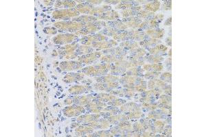 Immunohistochemistry of paraffin-embedded mouse stomach using EFHC1 antibody at dilution of 1:100 (x40 lens). (EFHC1 anticorps)