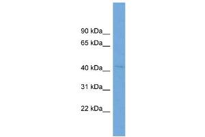 WB Suggested Anti-RABEPK  Antibody Titration: 0. (RABEPK anticorps  (N-Term))