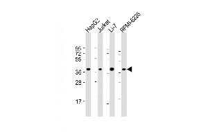 All lanes : Anti-C9orf100 Antibody (Center) at 1:2000 dilution Lane 1: HepG2 whole cell lysate Lane 2: Jurkat whole cell lysate Lane 3: Li-7 whole cell lysate Lane 4: RI-8226 whole cell lysate Lysates/proteins at 20 μg per lane. (C9orf100 anticorps  (AA 180-211))