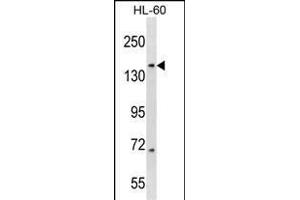 RIMBP3 Antibody (N-term) (ABIN1539632 and ABIN2848626) western blot analysis in HL-60 cell line lysates (35 μg/lane). (RIMBP3 anticorps  (N-Term))