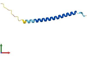 AlphaFold protein structure predicition of Mouse Recombinant Svbp Protein, UniprotID Q99LQ4