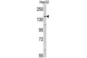 Image no. 1 for anti-Aldehyde Oxidase 1 (AOX1) (Middle Region) antibody (ABIN452746) (AOX1 anticorps  (Middle Region))