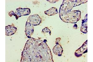 Immunohistochemistry of paraffin-embedded human placenta tissue using ABIN7148365 at dilution of 1:100 (C4B anticorps  (AA 1454-1744))