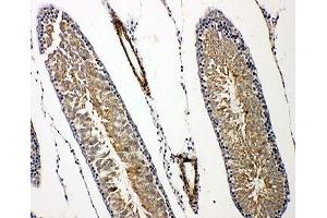 IHC-P: Prolactin Receptor antibody testing of rat testis tissue (Prolactin Receptor anticorps  (C-Term))