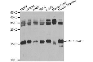 Western blot analysis of extracts of various cell lines, using HIST1H2AG Antibody (ABIN6003627) at 1/1000 dilution.