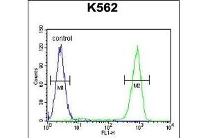 OC90 Antibody (Center) (ABIN655624 and ABIN2845103) flow cytometric analysis of K562 cells (right histogram) compared to a negative control cell (left histogram). (OC90 anticorps  (AA 223-252))