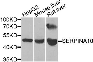 Western blot analysis of extracts of various cell lines, using SERPINA10 antibody (ABIN5974273) at 1/1000 dilution. (SERPINA10 anticorps)