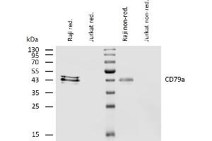 Western blotting analysis of human CD79a using mouse monoclonal antibody HM47 on lysates of Raji and Jurkat (negative control) cell line under reducing and non-reducing conditions. (CD79a anticorps  (AA 208-222))