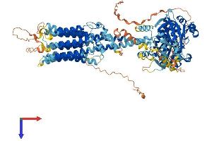 AlphaFold protein structure predicition of Mouse Recombinant Adcy1 Protein, UniprotID O88444