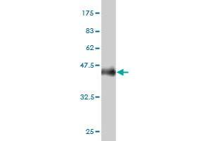 Western Blot detection against Immunogen (36. (PPFIBP2 anticorps  (AA 1-100))