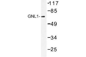 Image no. 1 for anti-Guanine Nucleotide Binding Protein Like Protein 1 (GNL1) antibody (ABIN317914) (GNL1 anticorps)