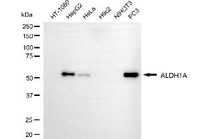 Western blotting analysis using ALDH1A3 antibody (ABIN7797557). (ALDH1A3 anticorps)