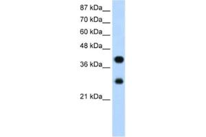 Western Blotting (WB) image for anti-Poly(rC) Binding Protein 2 (PCBP2) antibody (ABIN2462179) (PCBP2 anticorps)