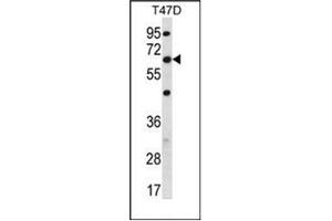 Western blot analysis of FAM83D Antibody (C-term) in T47D cell line lysates (35ug/lane).