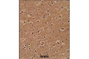 Formalin-fixed and paraffin-embedded human brain reacted with ZBTB2 Antibody (C-term), which was peroxidase-conjugated to the secondary antibody, followed by DAB staining. (ZBTB2 anticorps  (C-Term))