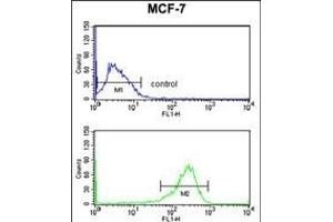 SELT Antibody (N-term) (ABIN653254 and ABIN2842777) flow cytometry analysis of MCF-7 cells (bottom histogram) compared to a negative control cell (top histogram). (SELT anticorps  (N-Term))