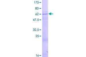 Image no. 1 for Zinc Finger, DHHC-Type Containing 15 (ZDHHC15) (AA 1-337) protein (GST tag) (ABIN1325689)