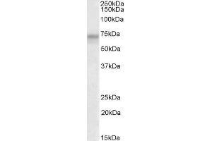 ABIN1590109 (2µg/ml) staining of HeLa lysate (35µg protein in RIPA buffer).