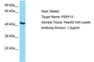 Image no. 1 for anti-Purinergic Receptor P2Y, G-Protein Coupled, 10 (P2RY10) (N-Term) antibody (ABIN6750599) (P2RY10 anticorps  (N-Term))