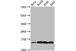 Western Blot Positive WB detected in: Hela whole cell lysate, HepG2 whole cell lysate, A549 whole cell lysate, K562 whole cell lysate (All treated by 30 mM sodium butyrate for 4h) All lanes: H2AFZ antibody at 0. (H2AFZ anticorps  (acLys7))
