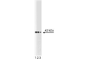 Western blot analysis of p38alpha on a Jurkat lysate. (MAPK14 anticorps  (AA 243-355))