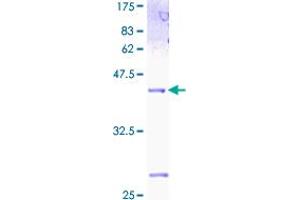 Image no. 1 for Inhibitor of DNA Binding 2 (Id2) (AA 1-134) protein (GST tag) (ABIN1307351)