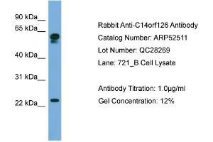WB Suggested Anti-C14orf126  Antibody Titration: 0. (C14orf126 anticorps  (Middle Region))