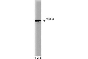 Western blot analysis of BiP on HepG2 cell lysate.