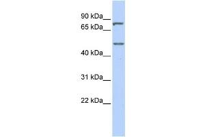 Western Blotting (WB) image for anti-Zinc Finger Protein 252 (ZNF252) antibody (ABIN2457920) (ZNF252 anticorps)