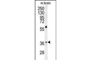 Western blot analysis in mouse brain tissue lysates (15ug/lane). (MAPRE1 anticorps  (N-Term))
