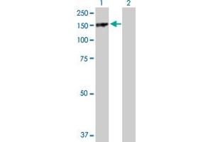 Western Blot analysis of PARD3 expression in transfected 293T cell line by PARD3 MaxPab polyclonal antibody.