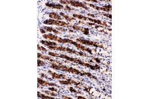 Nucleobindin 2 was detected in paraffin-embedded sections of rat gaster tissues using rabbit anti- Nucleobindin 2 Antigen Affinity purified polyclonal antibody at 1 μg/mL.