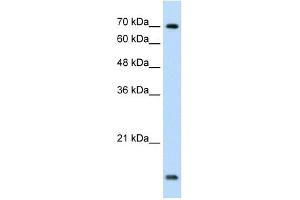 UBE2L3 antibody used at 1. (UBE2L3 anticorps  (C-Term))
