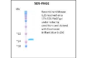 SDS-PAGE (SDS) image for Interleukin 25 (IL25) (Active) protein (ABIN5509409) (IL-25 Protéine)