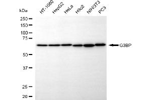 Western blotting analysis using G3BP antibody (ABIN7798814).